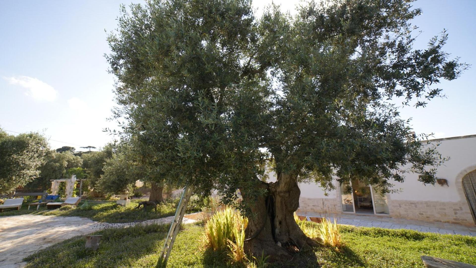 Dimora Trullivo, Charming House Villa กัสเตลลานา กรอตเต ภายนอก รูปภาพ